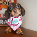 Loxley Miniature Dachshund 01