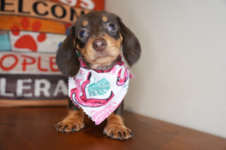 Loxley Miniature Dachshund 01