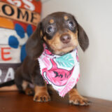 Loxley Miniature Dachshund 02