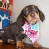 Loxley Miniature Dachshund 04