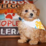 Lucian Miniature Poodle 02