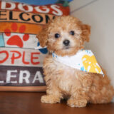 Lucian Miniature Poodle 03