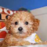 Lucian Miniature Poodle 04