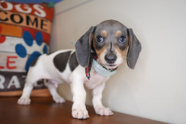 Luisito Miniature Dachshund 01