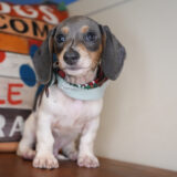 Luisito Miniature Dachshund 02