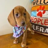 Maple Miniature Dachshund 01