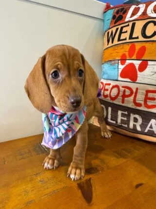 Maple Miniature Dachshund 01