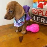 Maple Miniature Dachshund 02