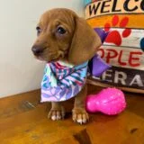 Maple Miniature Dachshund 03