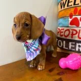 Maple Miniature Dachshund 04