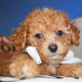 Markus Miniature Poodle 01