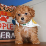 Markus Miniature Poodle 02