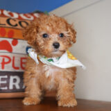 Markus Miniature Poodle 03