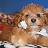 Markus Miniature Poodle 04