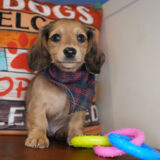 Marty Miniature Dachshund 01