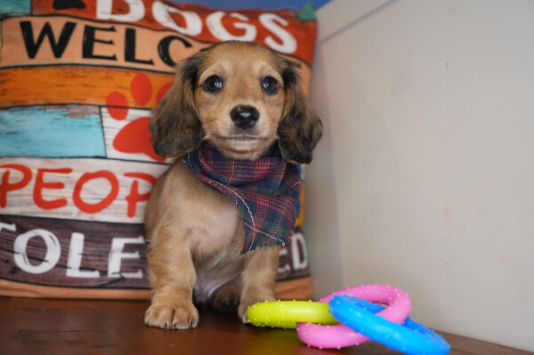 Marty Miniature Dachshund 01