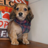 Marty Miniature Dachshund 02