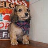 Marty Miniature Dachshund 03