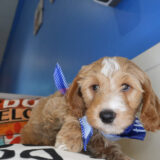 Mayweather Goldendoodle 01