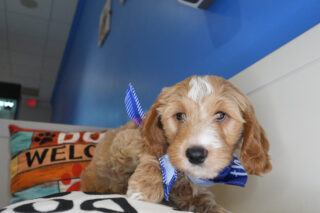 Mayweather Goldendoodle 01