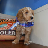 Mayweather Goldendoodle 02