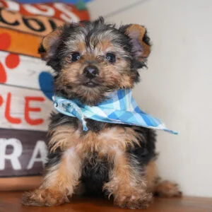 Miguel Yorkshire Terrier 01