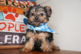 Miguel Yorkshire Terrier 01