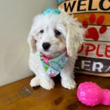 Ming Cockapoo 01