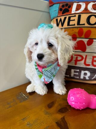 Ming Cockapoo 01