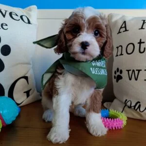 Monet Cavapoo 01