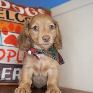 Mustafa Miniature Dachshund 01