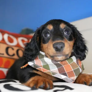 Navy Miniature Dachshund 01