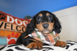 Navy Miniature Dachshund 01