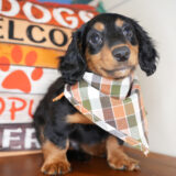 Navy Miniature Dachshund 02