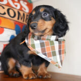 Navy Miniature Dachshund 03