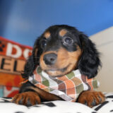 Navy Miniature Dachshund 04