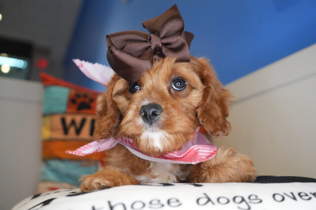 Nibblet Cavapoo 01