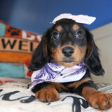 Nour Miniature Dachshund 01