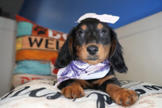 Nour Miniature Dachshund 01