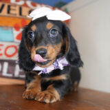 Nour Miniature Dachshund 02