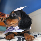 Nour Miniature Dachshund 03