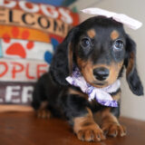 Nour Miniature Dachshund 04