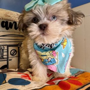 Nut Shih Tzu 01