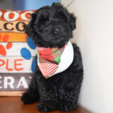 Onyx Yorkiepoo 01