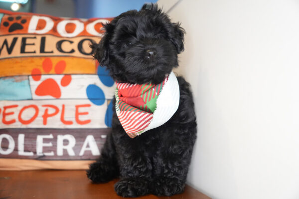 Onyx Yorkiepoo 01