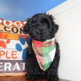 Onyx Yorkiepoo 02