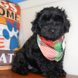 Onyx Yorkiepoo 04