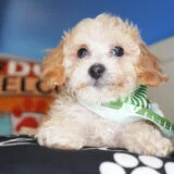 Oscar Miniature Poodle 01