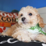 Oscar Miniature Poodle 04