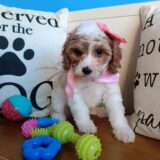 Peregrine Cavapoo 01